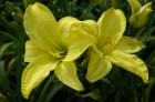 Hemerocallis Yellow Day Lily